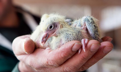 Reproductia la porumbei Reproductia la porumbei