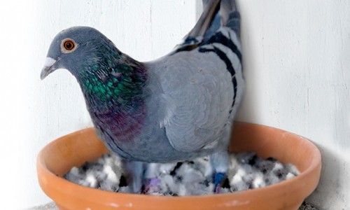 Naparlirea si Odihna la porumbei Naparlirea si Odihna la porumbei